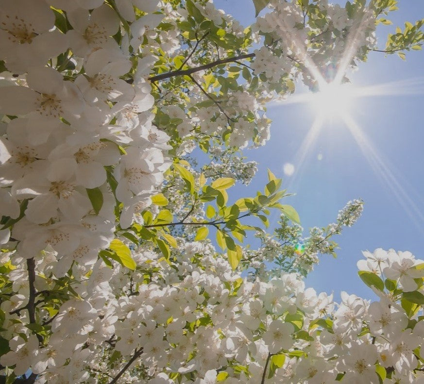 The Blossoms